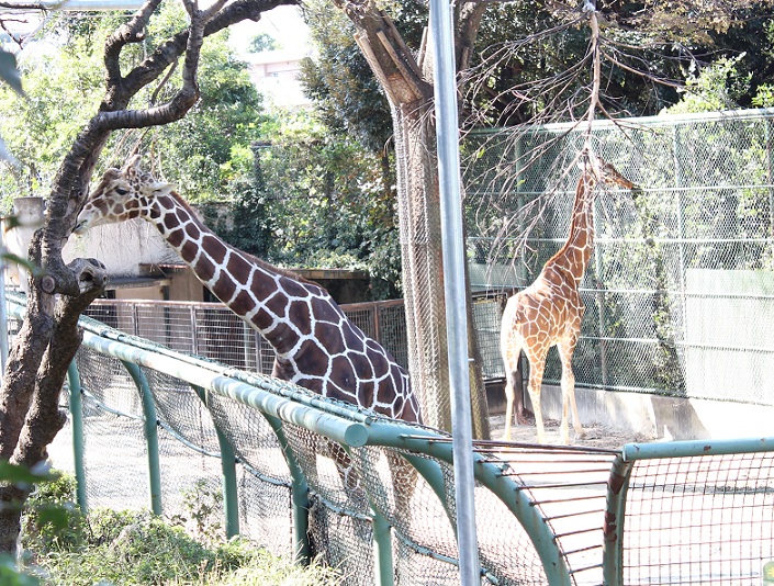 野毛山動物園キリン