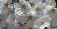 砧公園の桜の花びらのアップ