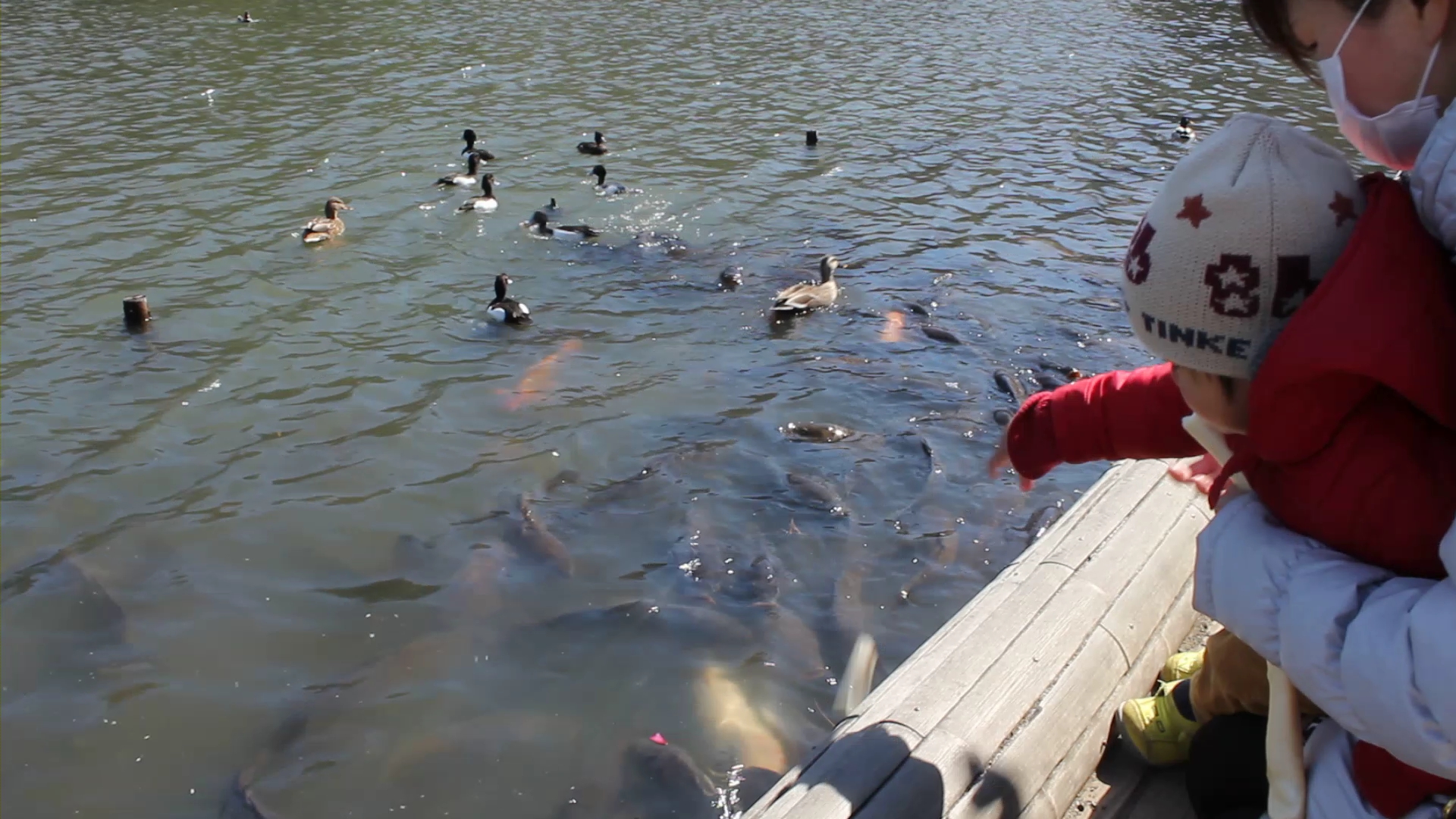 三溪園-鯉に餌あげ