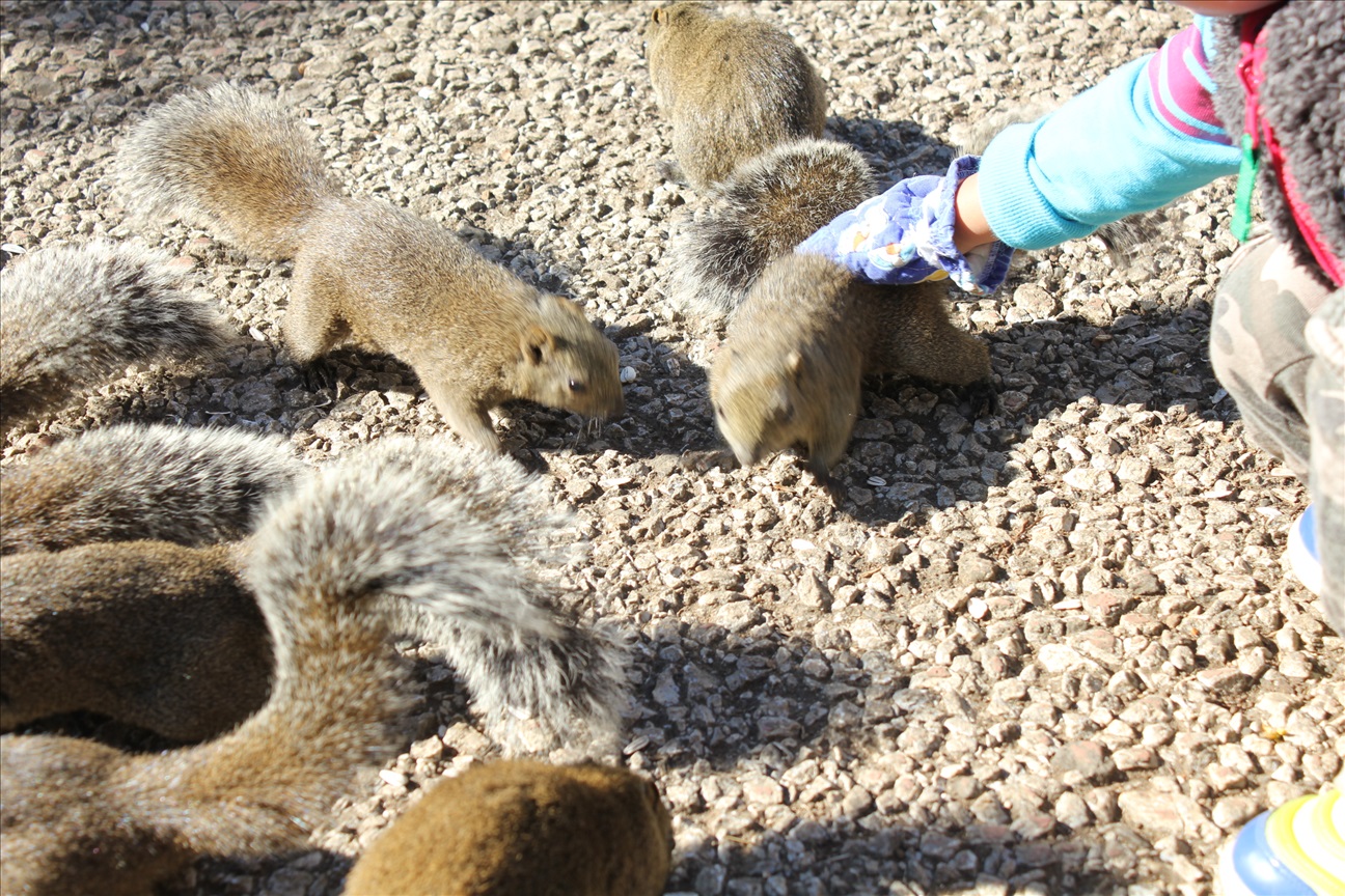 リスをナデナデできました！