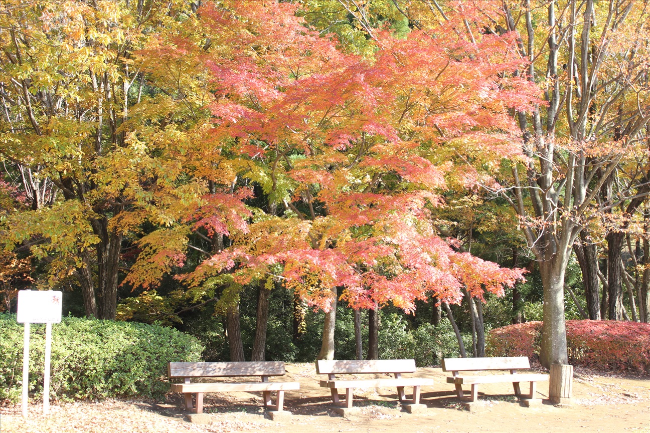 ベンチの上のもみじが綺麗