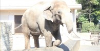 インドゾウ-金沢動物園