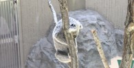 屋外のコアラ-金沢動物園