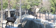 オオツノヒツジ-金沢動物園