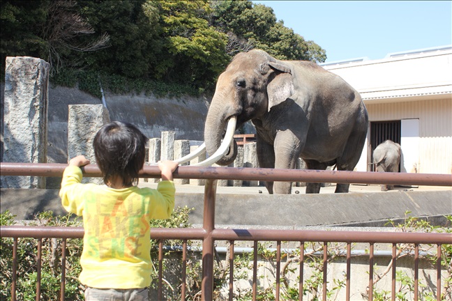 ゾウを見学する３歳児