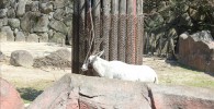アラビアオリックス-金沢動物園