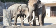 2匹のインドゾウ-金沢動物園