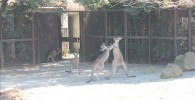 カンガルー-金沢動物園