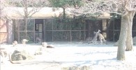 カンガルーゾーン-金沢動物園