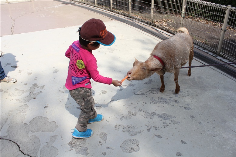 ヤギに餌あげする3歳児