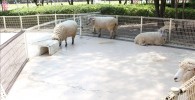 動物ふれあい広場のヒツジ