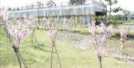 植えられたばかりの幼い桜の木(遅咲きの桜)