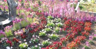 季節ごとに植え替えられる花壇のお花