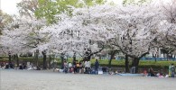 催し物広場の桜の花見の様子