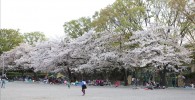 催し物広場の桜並木