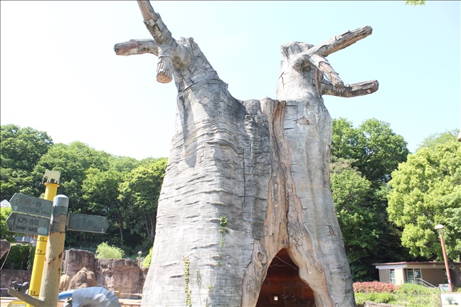 多摩動物公園のバオバブ
