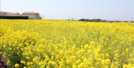 ソレイユの丘の入り口右手に広がる菜の花畑