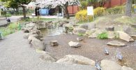 水遊び場と桜の木