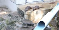 カワウソのコーナー