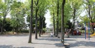 遊具広場の並木